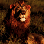 JackTheDoritos's Avatar'