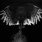 Nashmee_'s Avatar'