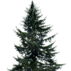 Tree.-.-'s Avatar'