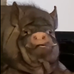 RedTreeStump's Avatar'