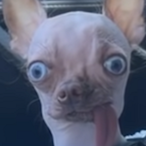 NoCanNoBB_'s Avatar'