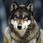 Col_GrayWolf's Avatar