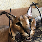 ImPureeee69's Avatar'