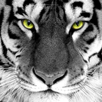 TigerSims's Avatar