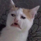 VENESA_'s Avatar'