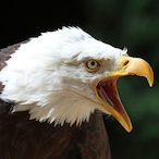 MaldEagle's Avatar'