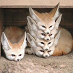 FierceFennec1's Avatar'