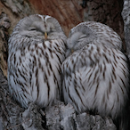 JOYJOY_Owl_lwO_'s Avatar