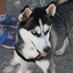 PajuELHumilde's Avatar