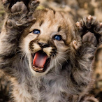 mountain_lion4's Avatar'