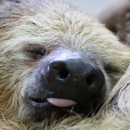 Lethargic-Sloth's Avatar'