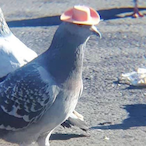 Unarmed_Pigeon's Avatar'