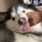 potatodoge-xjj's Avatar'