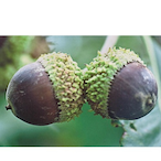 FloppyNutz's Avatar'