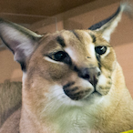 RealBigFlopa's Avatar'