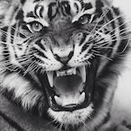 IllIJayIlll's Avatar'