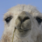 ObamaMcLlama's Avatar'