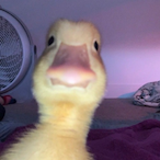 SheZEDshe_Was18's Avatar'