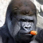 AshRanInSite's Avatar'