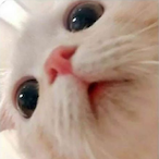 Curious_cat_'s Avatar'