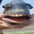 christmas44's Avatar'