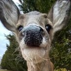 RoundDogPog's Avatar'