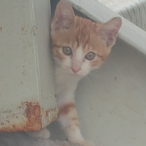 Dooodoobut's Avatar'