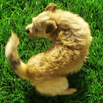 benibachi's Avatar'