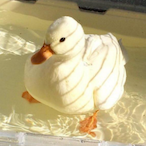 ilikeducks999's Avatar'