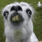 Beird_is_Weard's Avatar'