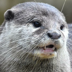 Dat_Salty_Person's Avatar'