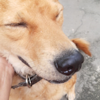 Lorranzin_Bala's Avatar'