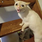 PdgDeLidl_'s Avatar'