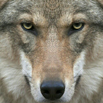 ezekel22's Avatar'