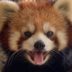 SergalTAFFY's Avatar'