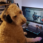 crazypoodleman's Avatar'