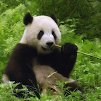 FondlingPandas's Avatar'