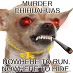 ChihuahuaAK's Avatar'