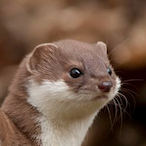 Filthy.Weasel's Avatar'