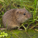 Pablo_Wuhlmaus's Avatar'