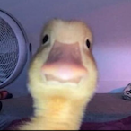 mxllionaire's Avatar'