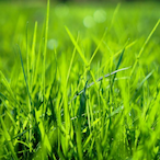 Sov_Grass's Avatar'