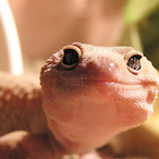 Thegeckouh's Avatar'