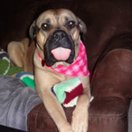 the-lebowski's Avatar