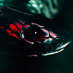 Reixleiter's Avatar'