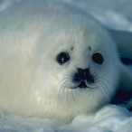 Seal_Bean's Avatar'
