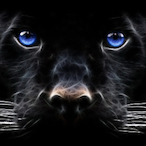 Panther-_-'s Avatar'