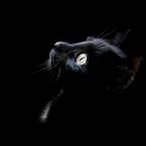 ChrominusSang's Avatar'