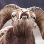 BaineTrainXL's Avatar'