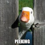 Swungbysky9484's Avatar'